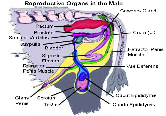 تتكون الخلايا الجنسية في الجهاز التناسلي الذكري فقط